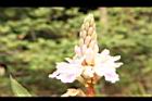 益智-花75.JPG