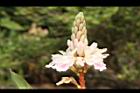 益智-花76.JPG