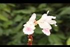 益智-花77.JPG