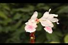 益智-花78.JPG