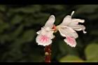 益智-花79.JPG
