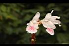 益智-花80.JPG