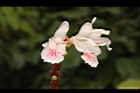 益智-花81.JPG