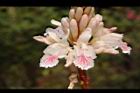 益智-花83.JPG