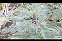 益母草-花00.JPG