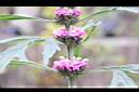 益母草-花01.JPG