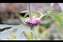 益母草-花02.JPG