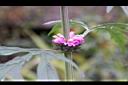 益母草-花03.JPG