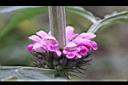 益母草-花05.JPG
