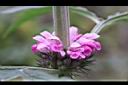 益母草-花06.JPG