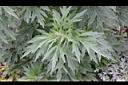 益母草-葉00.JPG