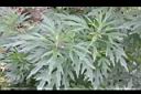 益母草-葉01.JPG