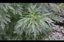 益母草-葉02.JPG