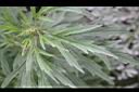 益母草-葉03.JPG