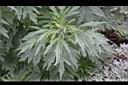 益母草-葉07.JPG