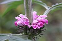 益母草-花04.JPG