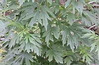 益母草-葉04.JPG