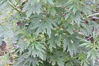 益母草-葉05.JPG