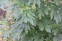 益母草-葉06.JPG