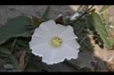 盒果藤-花11.JPG