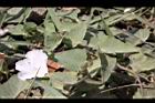 盒果藤-花02.JPG