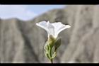 盒果藤-花04.JPG