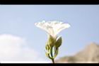 盒果藤-花05.JPG