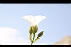 盒果藤-花06.JPG
