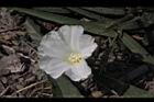 盒果藤-花09.JPG