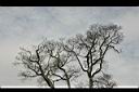 相思樹-枯枝04.jpg