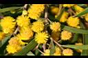 相思樹-花05.jpg