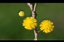 相思樹-花08.jpg