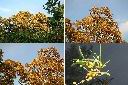 相思樹-花2.jpg
