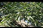 相思樹-假葉07.jpg