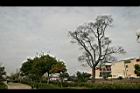 相思樹-枯枝05.jpg