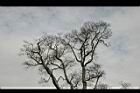 相思樹-枯枝06.jpg