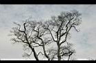 相思樹-枯枝07.jpg