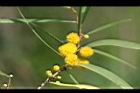 相思樹-花27.jpg