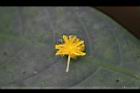 相思樹-花28.jpg