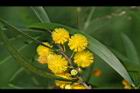 相思樹-花29.jpg