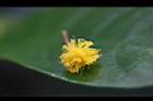 相思樹-花30.jpg
