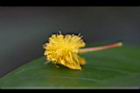 相思樹-花31.jpg