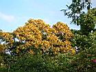 相思樹-花33.JPG