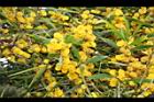 相思樹-花36.JPG