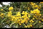 相思樹-花37.JPG