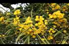 相思樹-花38.JPG