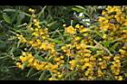 相思樹-花41.JPG