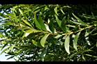 相思樹-葉07.jpg
