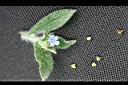 盾果草-種子00.jpg