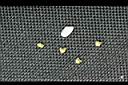 盾果草-種子02.jpg
